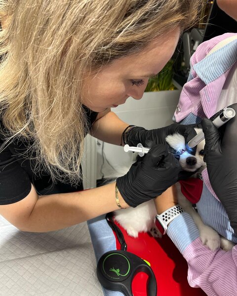 Eyevet - Clinica Oftalmologie Veterinara